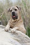 CANE CORSO 576
